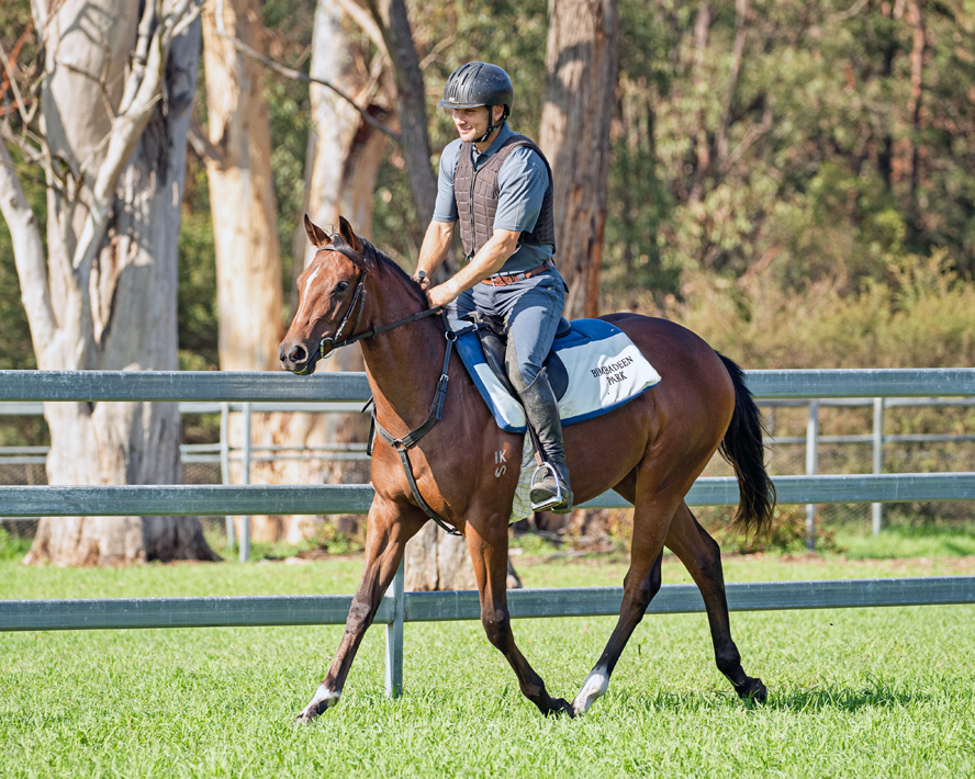 Air force blue clearance racehorse